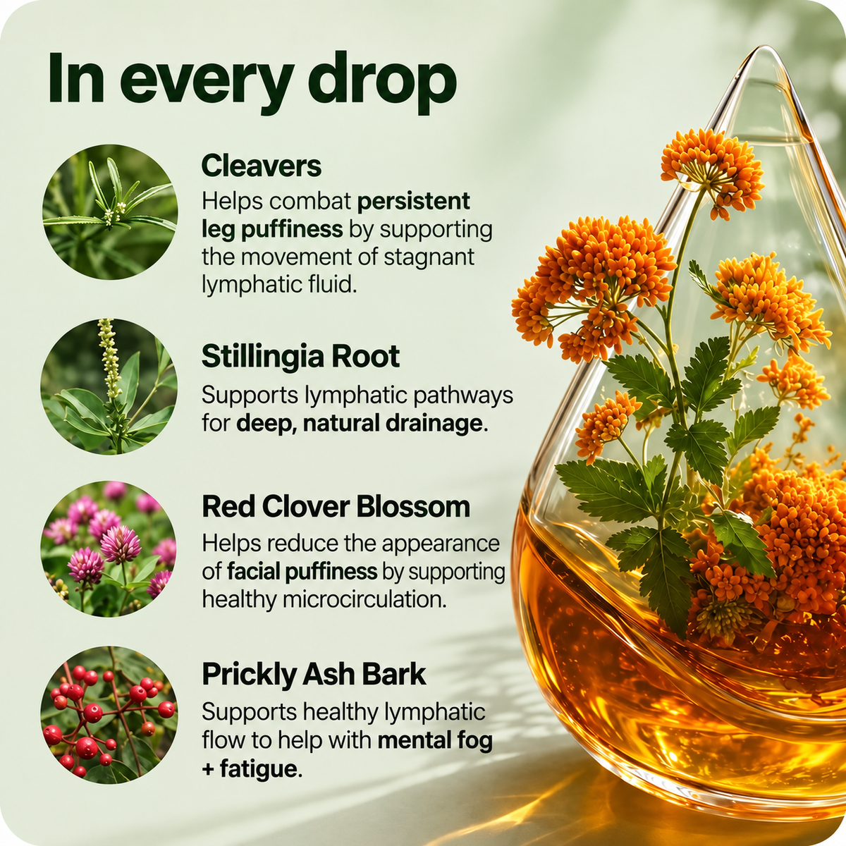 Northea Lymphatic Drainage Drops For Daily Wellness And Whole-Body Relief
